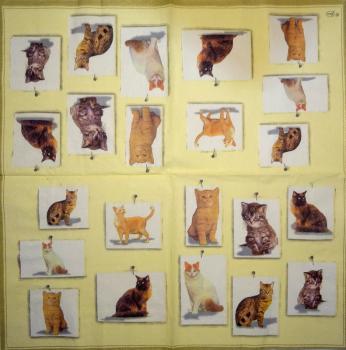 064 Cats - 3-ply - Ambiente
